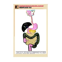 Рельефная таблица "Пищеварительный тракт" (формат А1, матовое ламинир.) - «globural.ru» - Оренбург