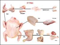 Правила разделки мясных туш "Курица" 1000*1400 винил - «globural.ru» - Оренбург