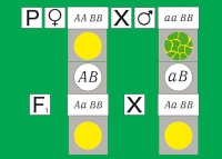 Модель-аппликация Дигибридное скрещивание. Законы Менделя. (набор из 84 карт) - «globural.ru» - Оренбург