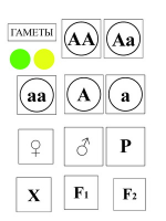 Модель-аппликация Моногибридное скрещивание и его цитологические основы - «globural.ru» - Оренбург