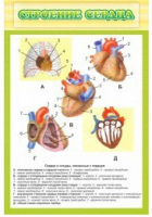 Стенд "Строение сердца" - «globural.ru» - Оренбург