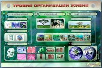 Электрифицированный стенд "Уровни организации жизни" - «globural.ru» - Оренбург