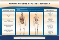 Электрифицированный стенд-тренажер c макетом скелета "Анатомическое строение человека" - «globural.ru» - Оренбург