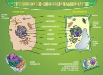 Стенд "Строение животной и растительной клеток" - «globural.ru» - Оренбург