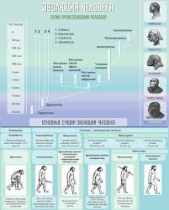 Стенд "Эволюция человека" (вариант 1) - «globural.ru» - Оренбург