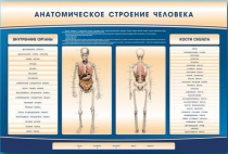 Электрифицированный стенд-тренажер c макетом скелета "Анатомическое строение человека" - «globural.ru» - Оренбург