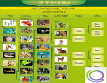 Стенд "Систематика животных" - «globural.ru» - Оренбург