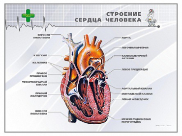 Стенд "Строение сердца человека" - «globural.ru» - Оренбург