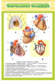 Стенд "Строение сердца" - «globural.ru» - Оренбург
